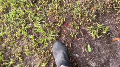 Bob, a male Basset Hound for sale in Lake City, FL – 4 of 4