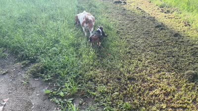 Cloe, a female Basset Hound for sale in Lake City, FL – 4 of 5