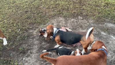 Big Foot, a male Basset Hound for sale in Lake City, FL – 6 of 6