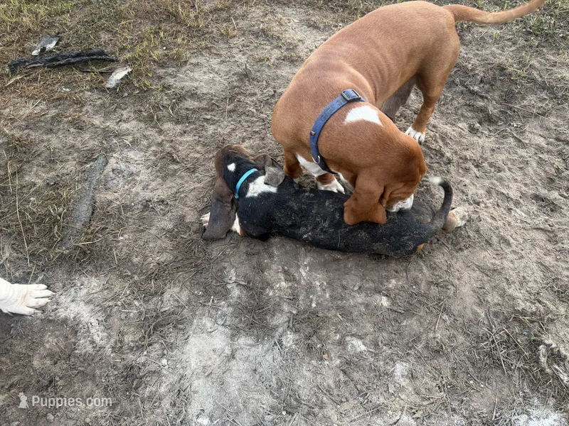 Big Foot – Basset Hound puppy for sale in Lake City, FL