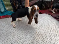 Jenny, a  Basset Hound for sale in Lake City, FL – 1 of 2