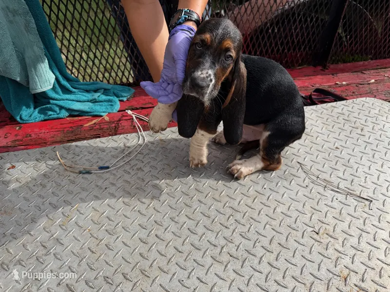 Tina – Basset Hound puppy for sale in Lake City, FL