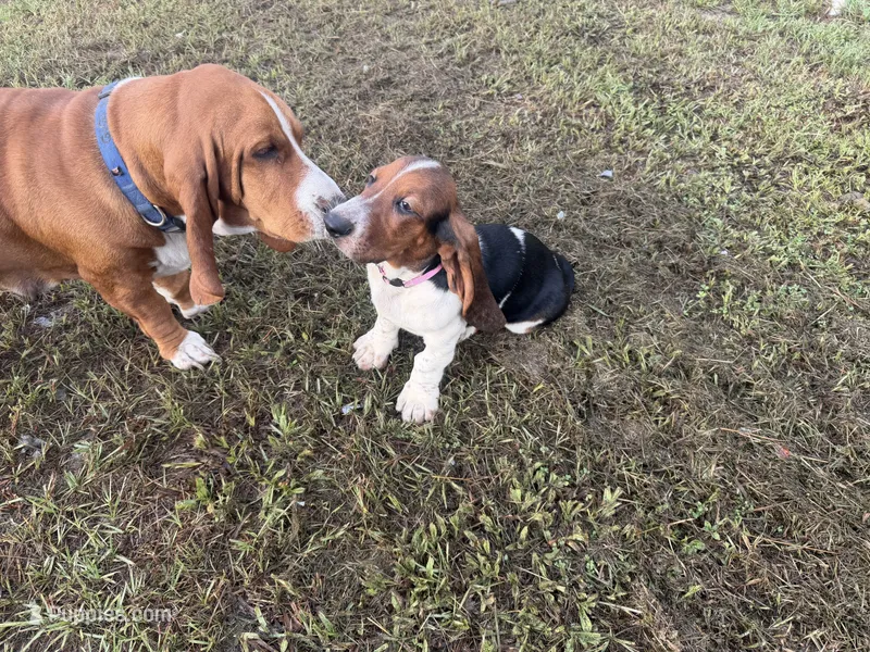 Lady – Basset Hound puppy for sale in Lake City, FL