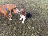 Lady, a female Basset Hound for sale in Lake City, FL – 1 of 6