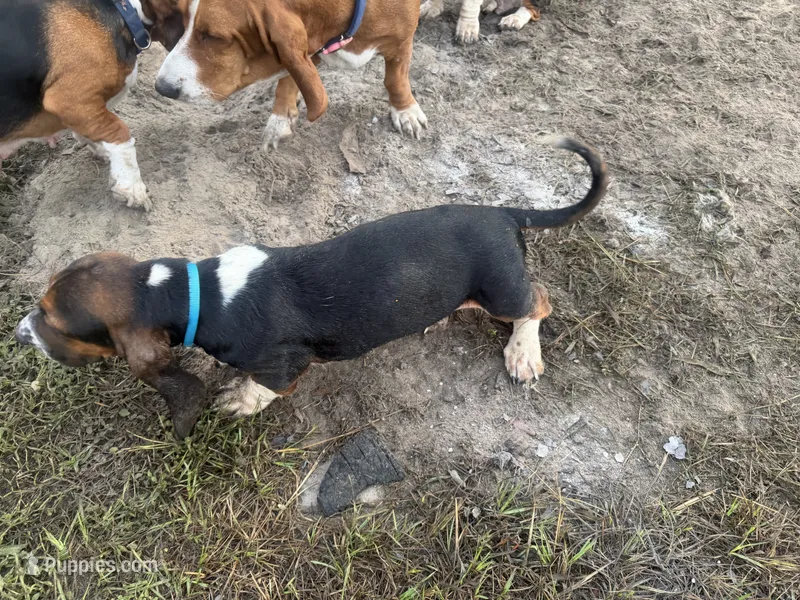 Big Foot – Basset Hound puppy for sale in Lake City, FL