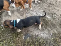 Big Foot, a male Basset Hound for sale in Lake City, FL – 1 of 6