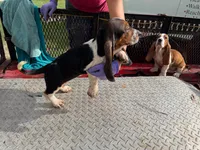 patricia, a  Basset Hound for sale in Lake City, FL – 3 of 3