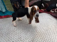 Jenny, a  Basset Hound for sale in Lake City, FL – 2 of 2
