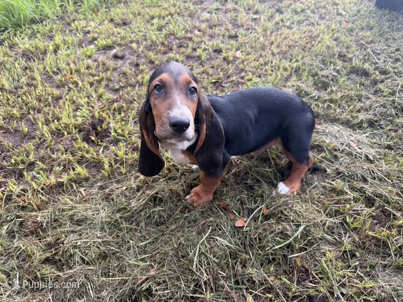 Bob – Basset Hound puppy for sale in Lake City, FL