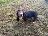 Bob, a male Basset Hound for sale in Lake City, FL – 1 of 4