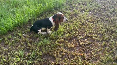 Tiffany, a female Basset Hound for sale in Lake City, FL – 5 of 5