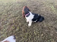 Lady, a female Basset Hound for sale in Lake City, FL – 3 of 6