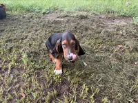 Bob, a male Basset Hound for sale in Lake City, FL – 3 of 4