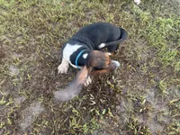 Big Foot, a male Basset Hound for sale in Lake City, FL – 3 of 6