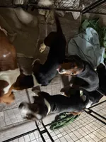 Moe, a male Basset Hound for sale in Lake City, FL – 2 of 2