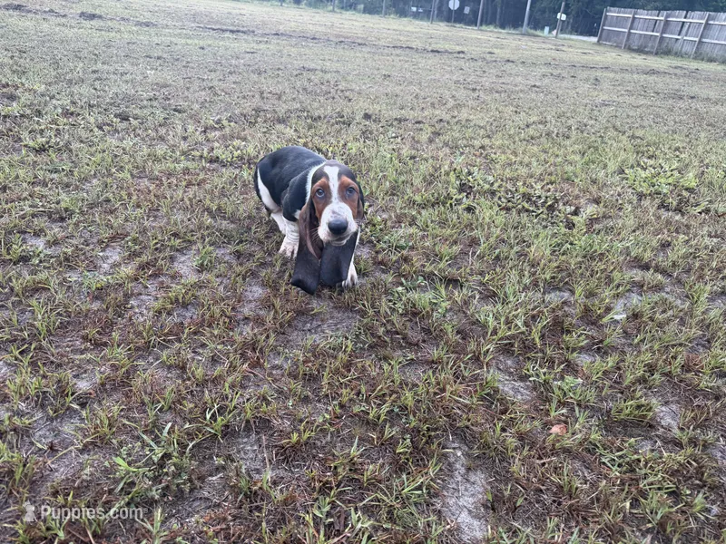 Harley  – Basset Hound puppy for sale in Lake City, FL