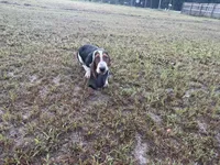 Harley , a male Basset Hound for sale in Lake City, FL – 1 of 3