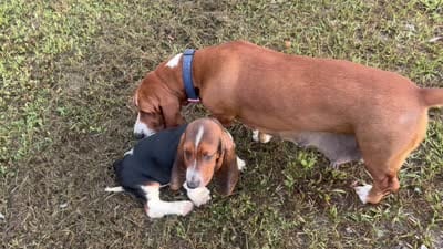 Lady, a female Basset Hound for sale in Lake City, FL – 6 of 6