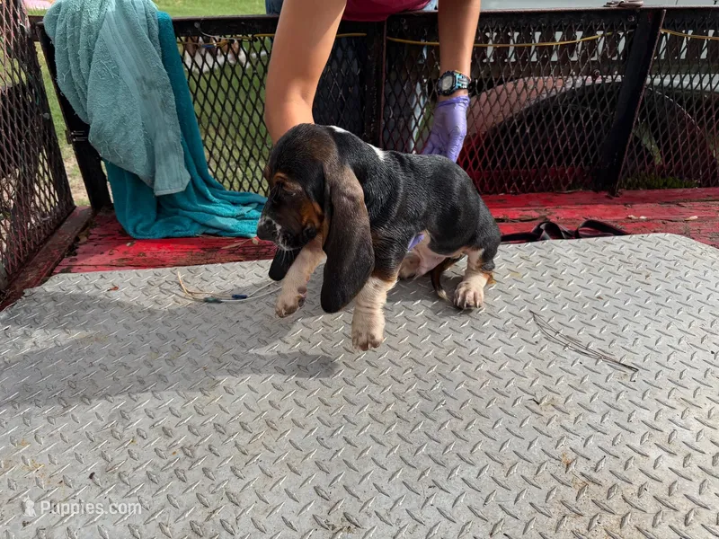 Tina – Basset Hound puppy for sale in Lake City, FL