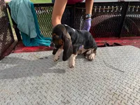 Tina, a  Basset Hound for sale in Lake City, FL – 1 of 2