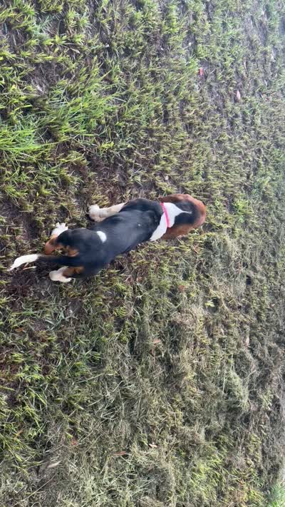 Cloe, a female Basset Hound for sale in Lake City, FL – 5 of 5