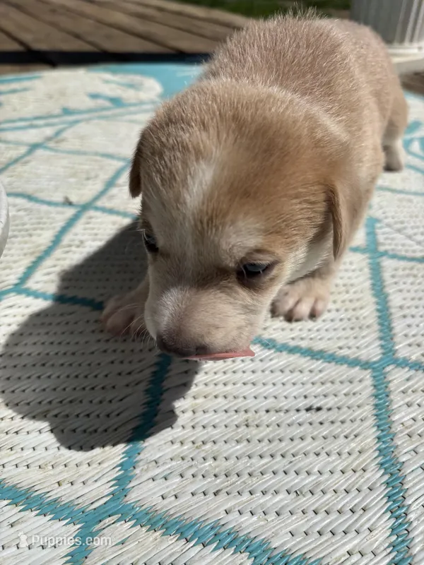 Kane – German Shepherd Dog, American Pit Bull Terrier puppy for sale in Pulaski, VA