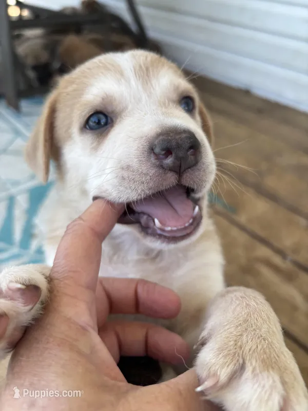 Kane – German Shepherd Dog, American Pit Bull Terrier puppy for sale in Pulaski, VA