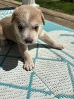 Kane, a male German Shepherd Dog and American Pit Bull Terrier for sale in Pulaski, VA – Photo 2 of 2