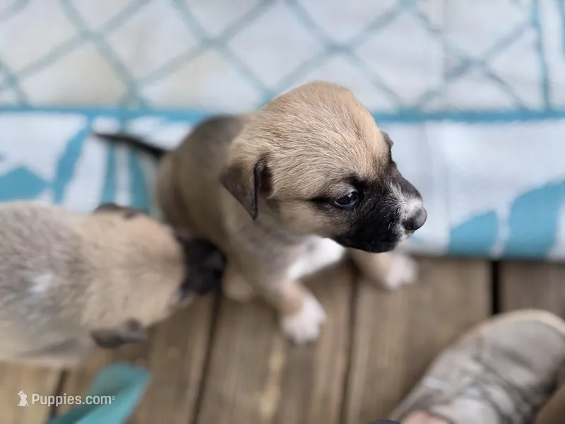 Zora – German Shepherd Dog, American Pit Bull Terrier puppy for sale in Pulaski, VA