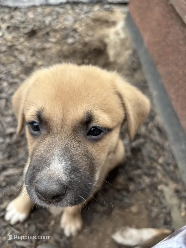 Zora – German Shepherd Dog, American Pit Bull Terrier puppy for sale in Pulaski, VA