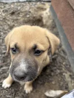 Zora, a female German Shepherd Dog and American Pit Bull Terrier for sale in Pulaski, VA – 1 of 5