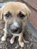 Zora, a female German Shepherd Dog and American Pit Bull Terrier for sale in Pulaski, VA – 4 of 5