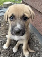 Zora, a female German Shepherd Dog and American Pit Bull Terrier for sale in Pulaski, VA – 5 of 5