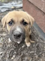Zora, a female German Shepherd Dog and American Pit Bull Terrier for sale in Pulaski, VA – 2 of 5