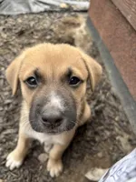 Zora, a female German Shepherd Dog and American Pit Bull Terrier for sale in Pulaski, VA – 3 of 5