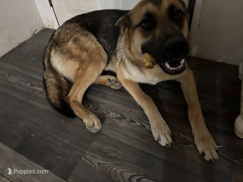 Kadence  – German Shepherd Dog puppy on hold in Pulaski, VA
