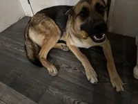 Kadence , a female German Shepherd Dog for sale in Pulaski, VA – 1 of 4