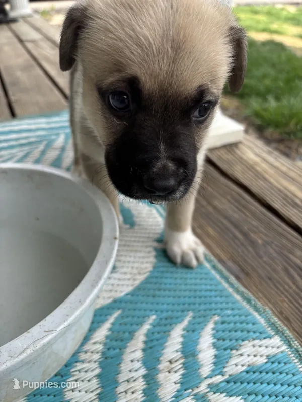 Halo – German Shepherd Dog, American Pit Bull Terrier puppy on hold in Pulaski, VA