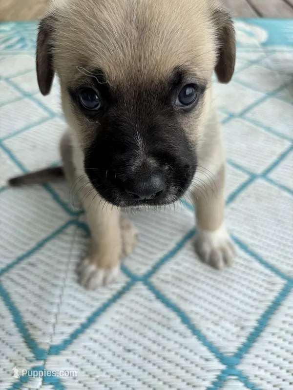 Halo – German Shepherd Dog, American Pit Bull Terrier puppy for sale in Pulaski, VA