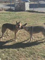 Kadence , a female German Shepherd Dog for sale in Pulaski, VA – 3 of 4