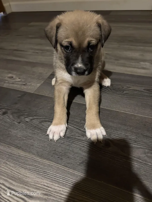 Kaira – German Shepherd Dog, American Pit Bull Terrier puppy for sale in Pulaski, VA