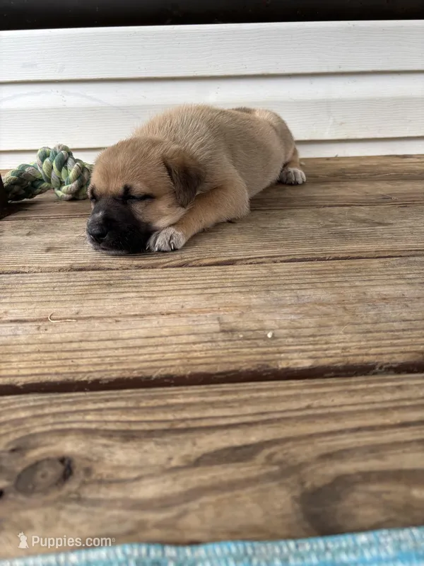 Kaira – German Shepherd Dog, American Pit Bull Terrier puppy for sale in Pulaski, VA