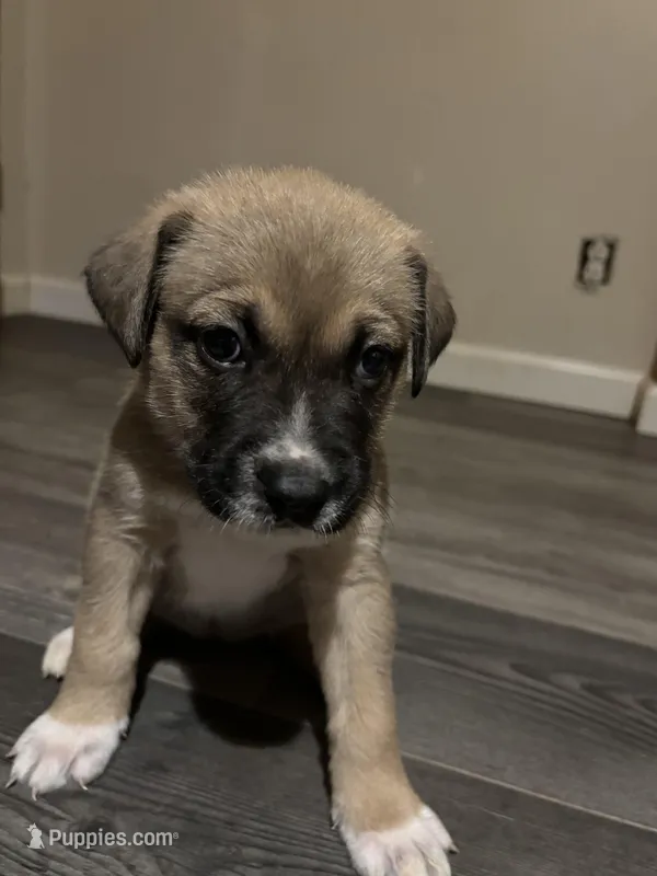Kaira – German Shepherd Dog, American Pit Bull Terrier puppy for sale in Pulaski, VA