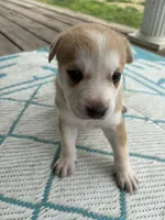 Xana, a female German Shepherd Dog and American Pit Bull Terrier for sale in Pulaski, VA – Photo 2 of 2