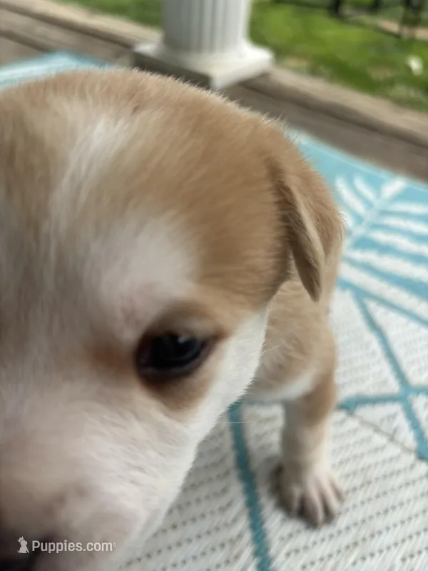 Xana – German Shepherd Dog, American Pit Bull Terrier puppy for sale in Pulaski, VA