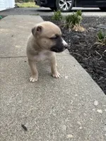 Zeus, a male German Shepherd Dog and American Pit Bull Terrier for sale in Pulaski, VA – Photo 4 of 9