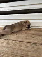 Zeus, a male German Shepherd Dog and American Pit Bull Terrier for sale in Pulaski, VA – Photo 8 of 9