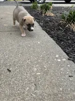 Zeus, a male German Shepherd Dog and American Pit Bull Terrier for sale in Pulaski, VA – Photo 7 of 9
