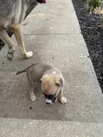 Zeus, a male German Shepherd Dog and American Pit Bull Terrier for sale in Pulaski, VA – Photo 5 of 9