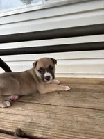 Zeus, a male German Shepherd Dog and American Pit Bull Terrier for sale in Pulaski, VA – Photo 9 of 9